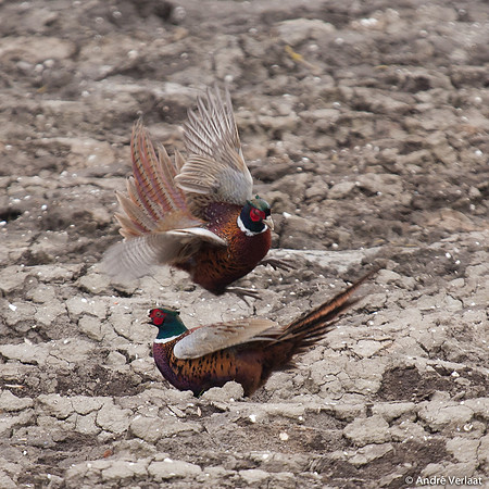 Fazant / Pheasant - Wieringermeer