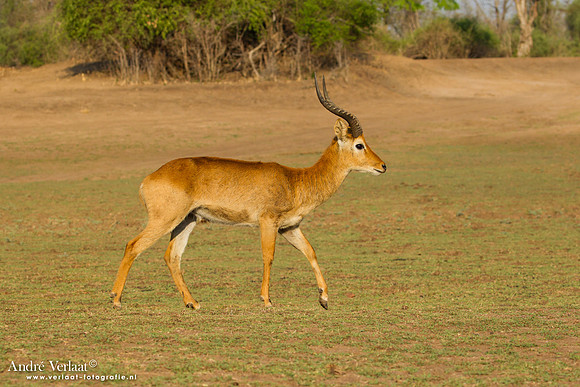 Puku - South Luangwa NP