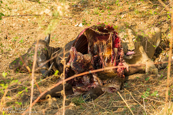 Leeuw / Lion - South Luangwa NP