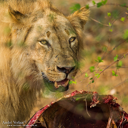 Leeuw / Lion - South Luangwa NP
