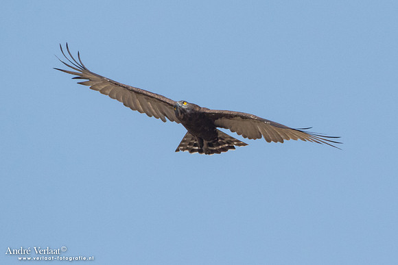 Bruine Slangenarend / Brown Snake-Eagle -  South Luangwa NP