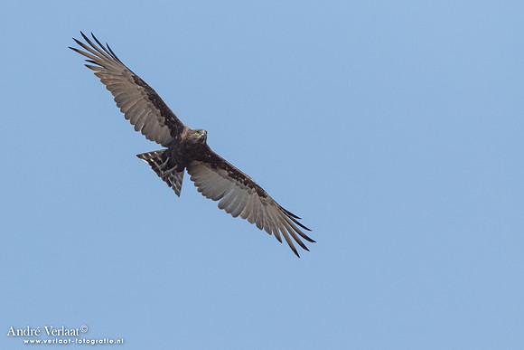 Bruine Slangenarend / Brown Snake-Eagle -  South Luangwa NP