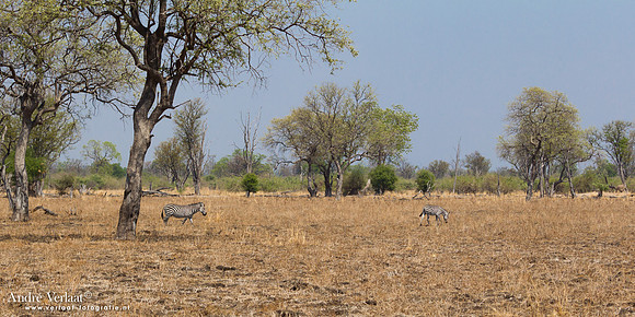 Zebra - South Luangwa NP