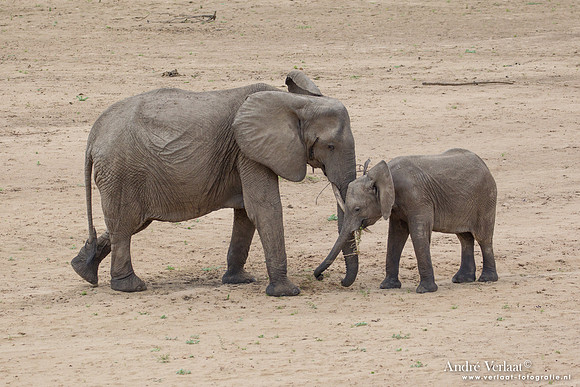 Afrikaanse Olifant / African Elephant - South Luangwa NP