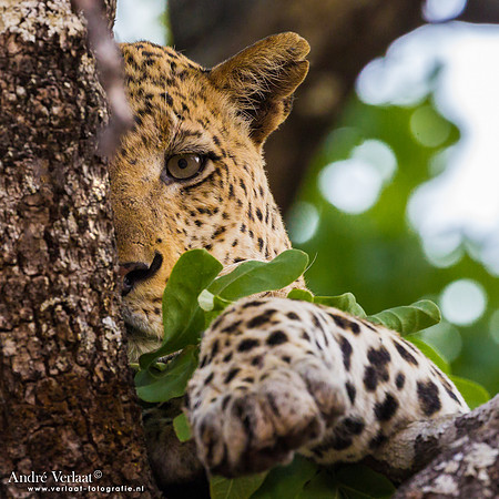 Luipaard / Leopard - South Luangwa NP