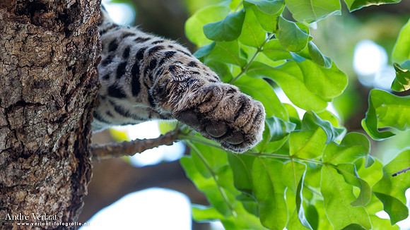 Luipaard / Leopard - South Luangwa NP