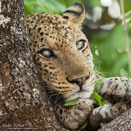 Luipaard / Leopard - South Luangwa NP