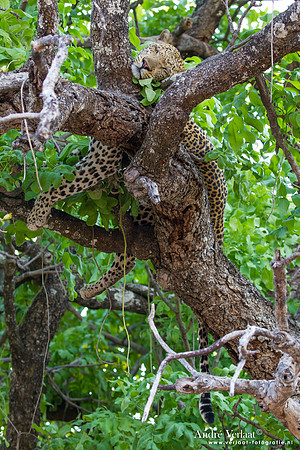 Luipaard / Leopard - South Luangwa NP
