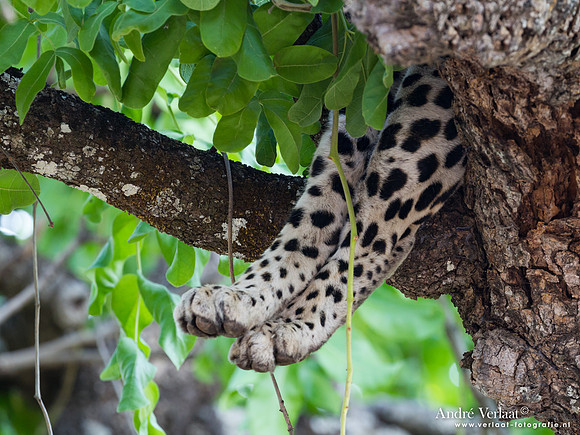 Luipaard / Leopard - South Luangwa NP