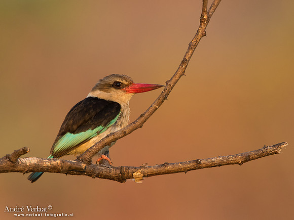 Bruinkapijsvogel / Brown-hooded Kingfisher - South Luangwa NP