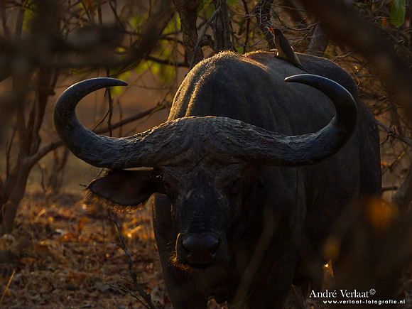 Kafferbuffel / African Buffalo - South Luangwa NP