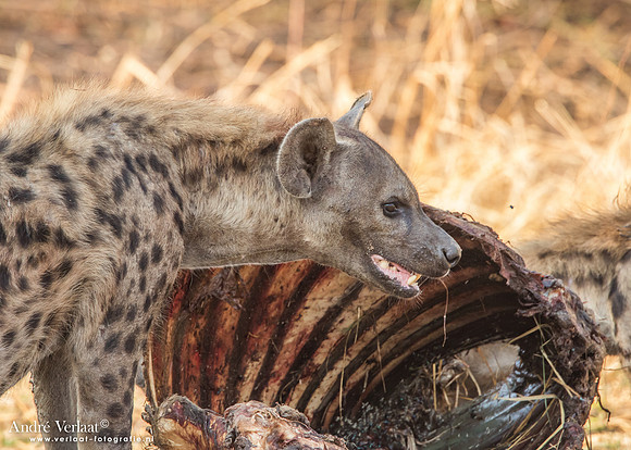 Hyena - South Luangwa NP