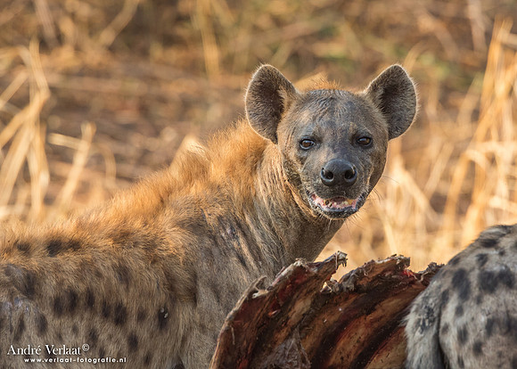 Hyena - South Luangwa NP
