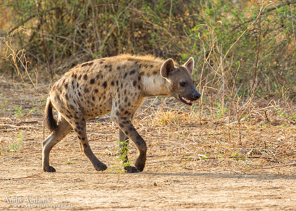 Hyena - South Luangwa NP
