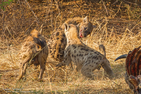 Hyena - South Luangwa NP