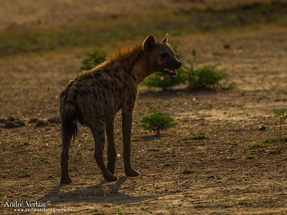 Hyena - South Luangwa NP