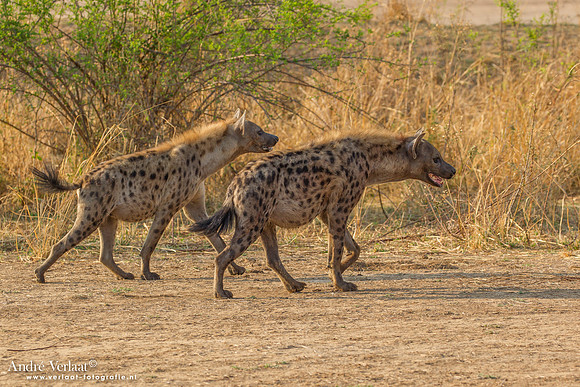 Hyena - South Luangwa NP