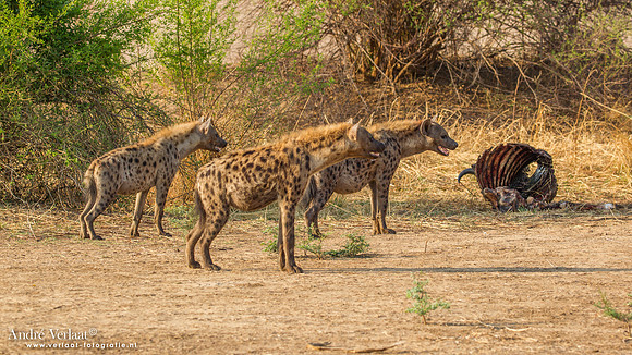 Hyena - South Luangwa NP