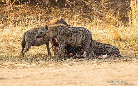 Hyena - South Luangwa NP