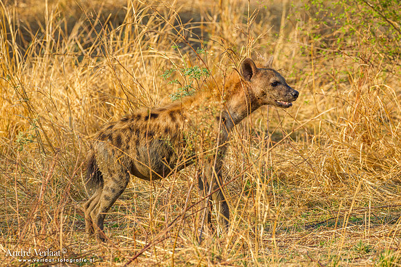 Hyena - South Luangwa NP