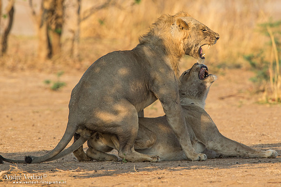 Leeuw / Lion - South Luangwa NP