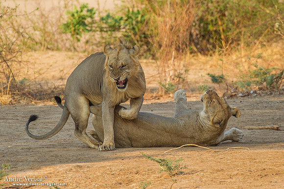 Leeuw / Lion - South Luangwa NP