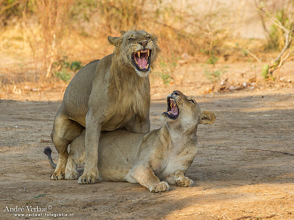 Leeuw / Lion - South Luangwa NP
