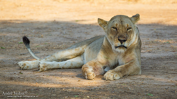 Leeuw / Lion - South Luangwa NP