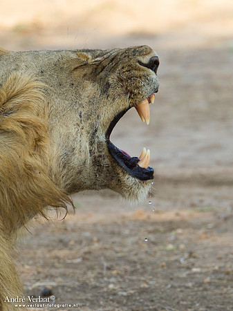 Leeuw / Lion - South Luangwa NP