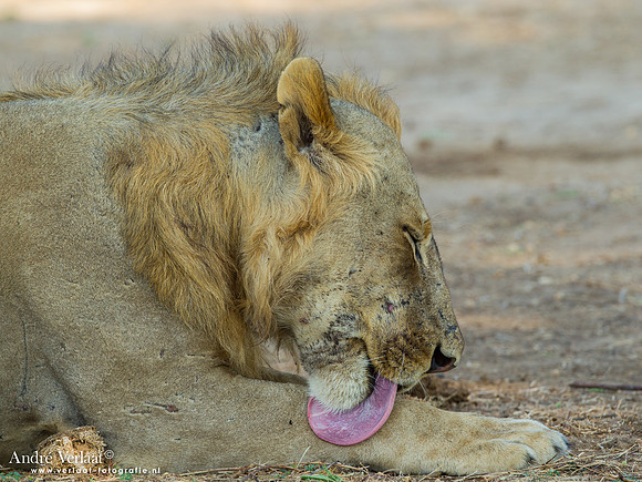 Leeuw / Lion - South Luangwa NP