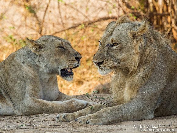 Leeuw / Lion - South Luangwa NP