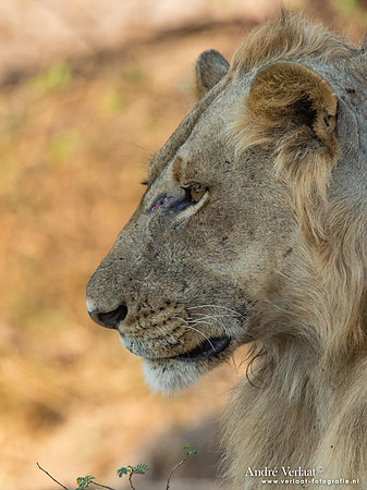 Leeuw / Lion - South Luangwa NP