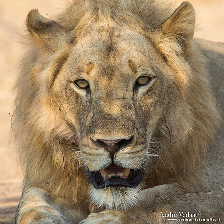 Leeuw / Lion - South Luangwa NP