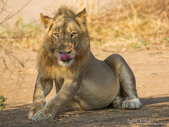 Leeuw / Lion - South Luangwa NP