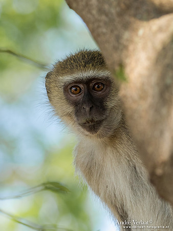 Groene Meerkat / Vervet Monkey - South Luangwa NP