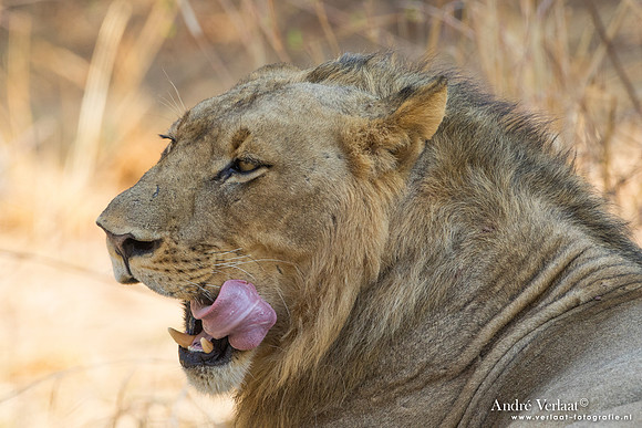 Leeuw / Lion- South Luangwa NP
