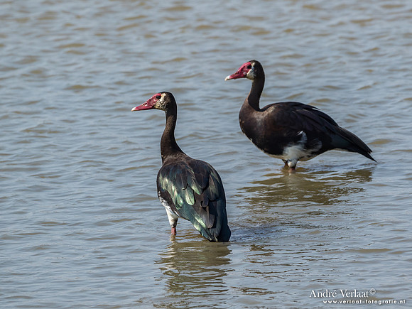 Spoorwiekgans / Spur-winged Goose - South Luangwa NP