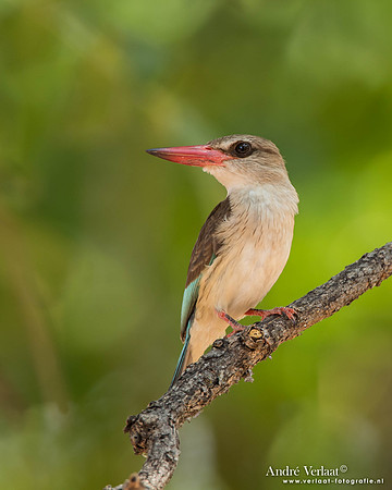 Bruinkapijsvogel / Brown-hooded Kingfisher - South Luangwa NP