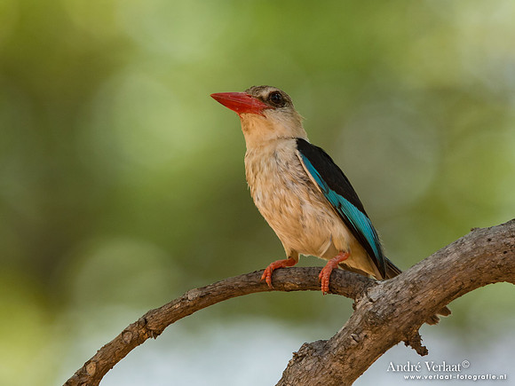 Bruinkapijsvogel / Brown-hooded Kingfisher - South Luangwa NP