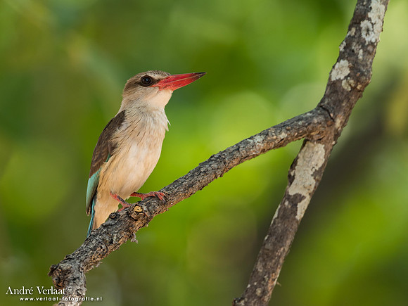 Bruinkapijsvogel / Brown-hooded Kingfisher - South Luangwa NP
