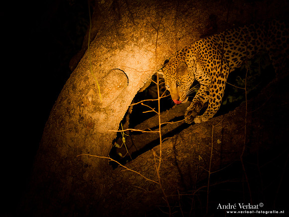 Luipaard / Leopard - South Luangwa NP