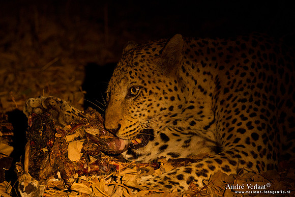 Luipaard / Leopard - South Luangwa NP