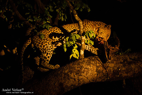 Luipaard / Leopard - South Luangwa NP