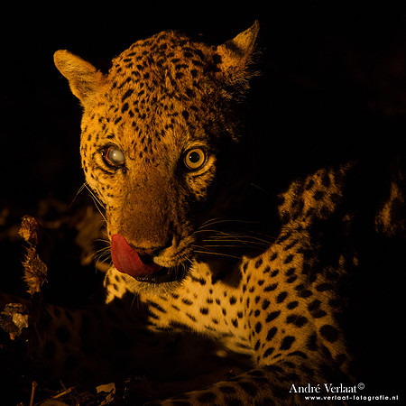 Luipaard / Leopard - South Luangwa NP