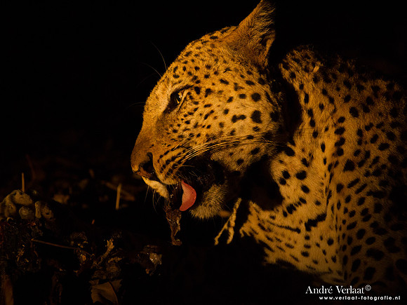 Luipaard / Leopard - South Luangwa NP