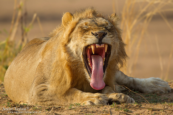 Leeuw / Lion- South Luangwa NP