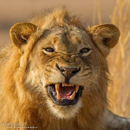 Leeuw / Lion- South Luangwa NP