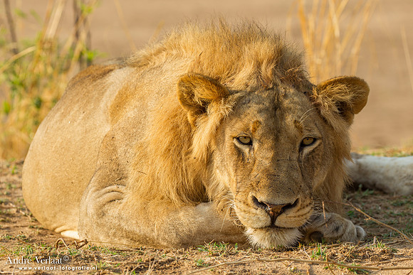 Leeuw / Lion- South Luangwa NP