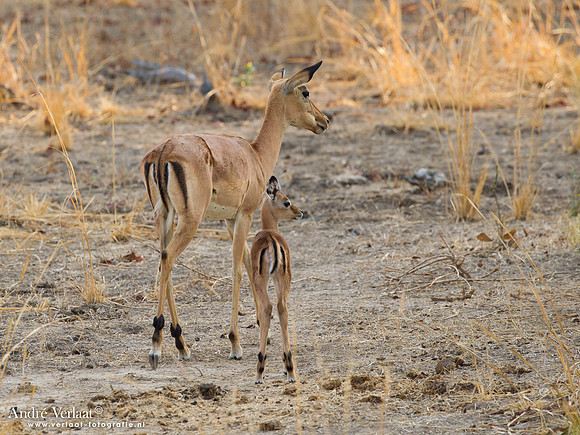 Impala / South Luangwa NP