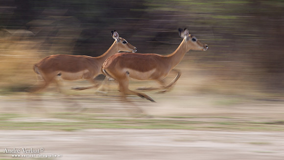 Impala / South Luangwa NP